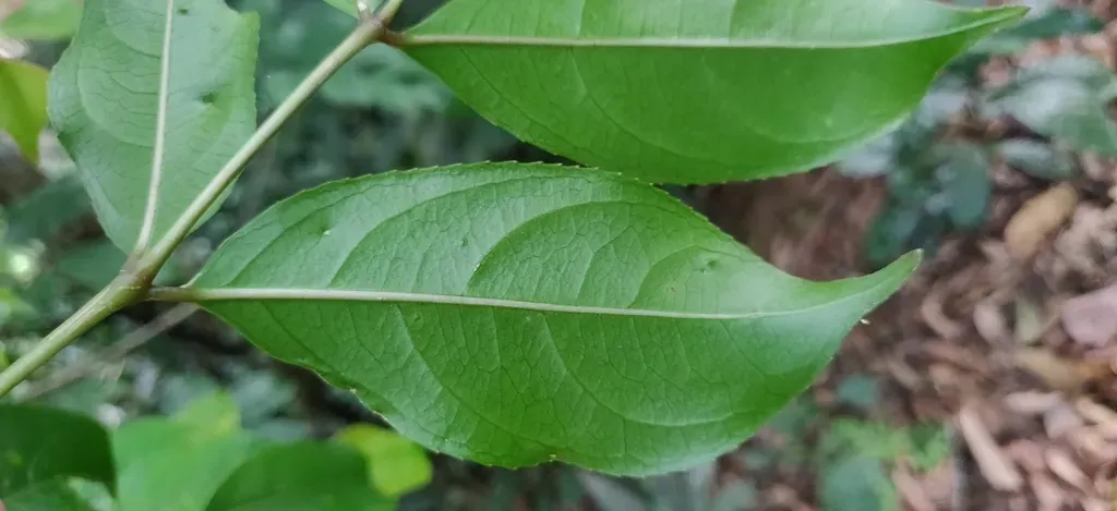 Staphylea Malabarica