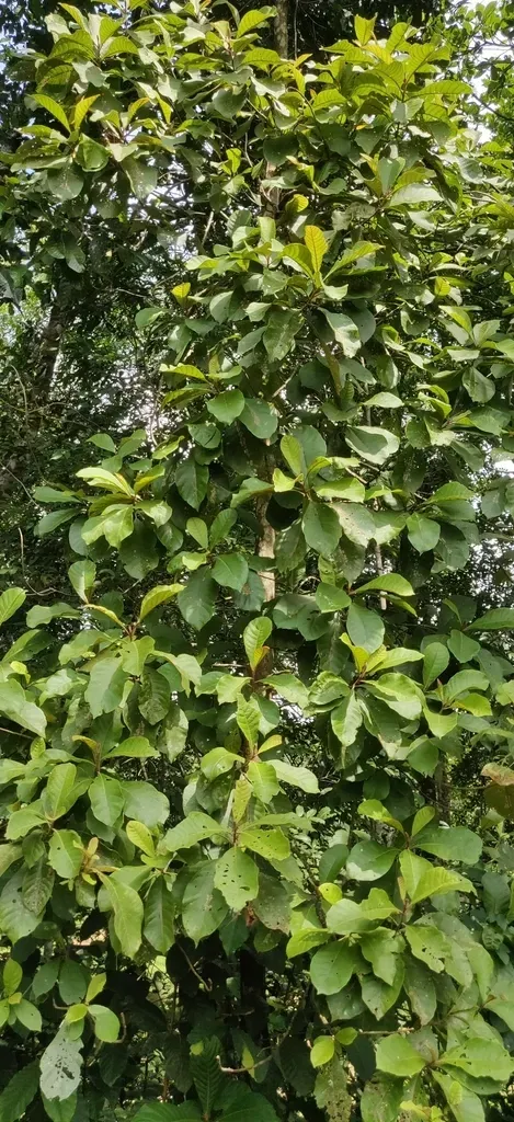 Strobocalyx Arborea