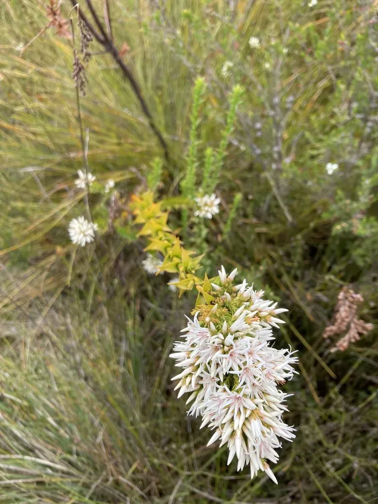Sprengelia Propinqua