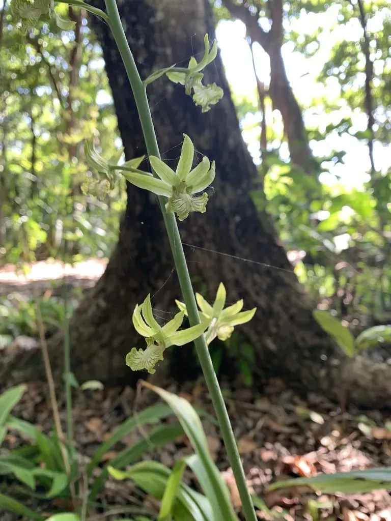 Eulophia Andamanensis