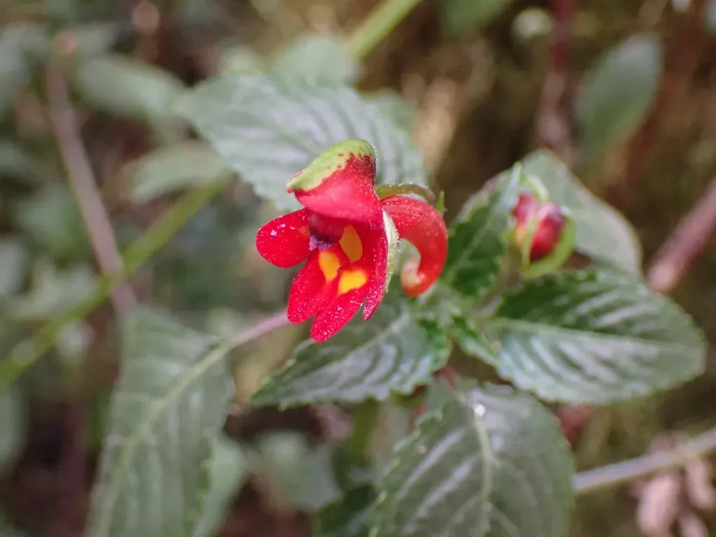 Impatiens Kilimanjari