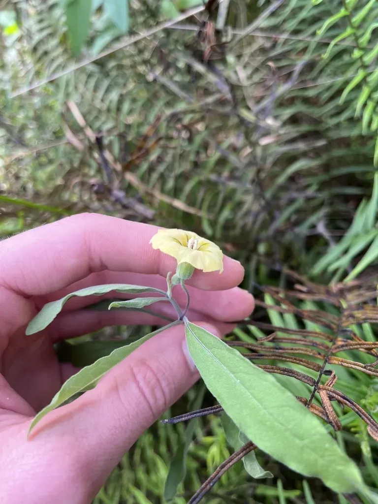 Physalis × Elliottii