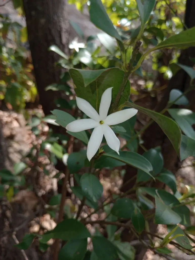 Jasminum Cuspidatum