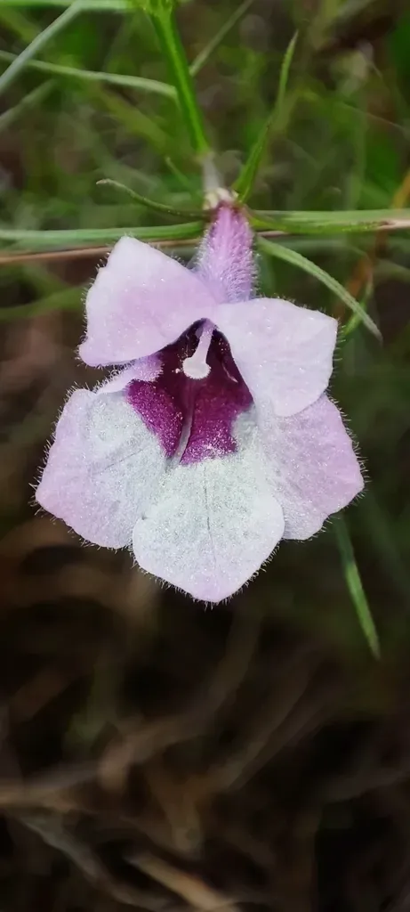 Parasopubia Delphiniifolia