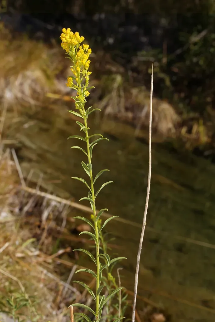 Showy Goldenrod
