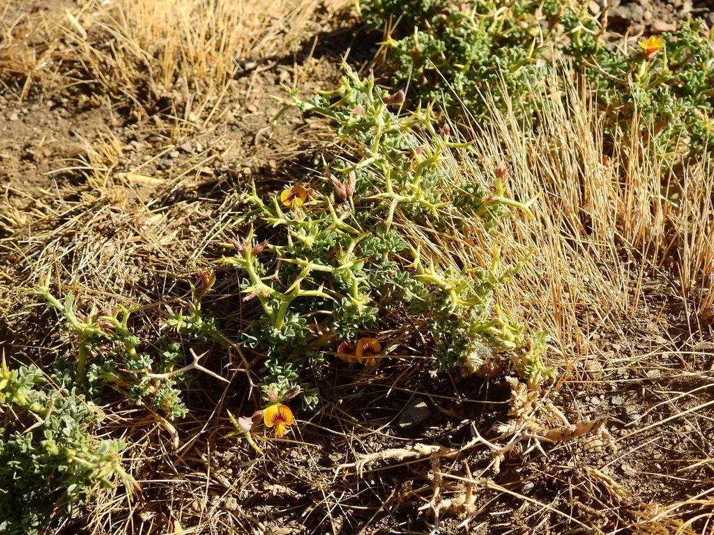 Adesmia Hemisphaerica