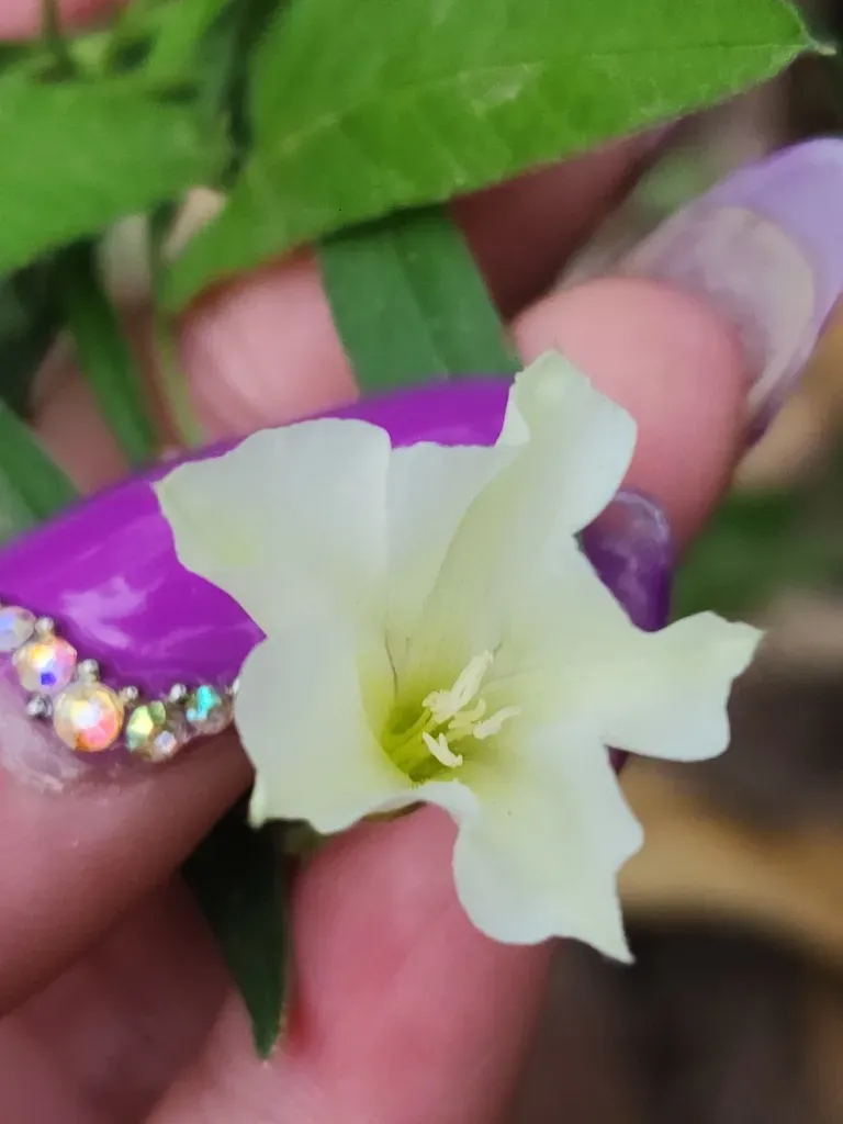 Convolvulus Bonariensis