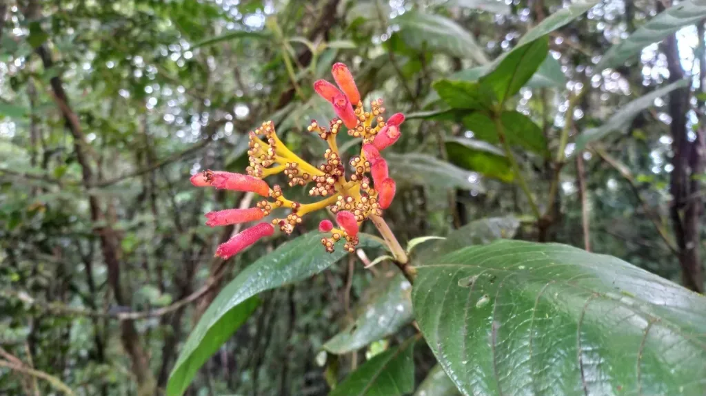 Palicourea Longistipulata