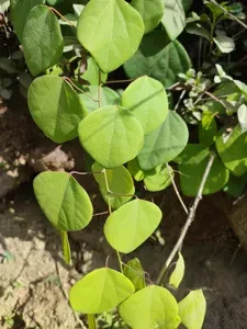 Glaucescent Diploclisia