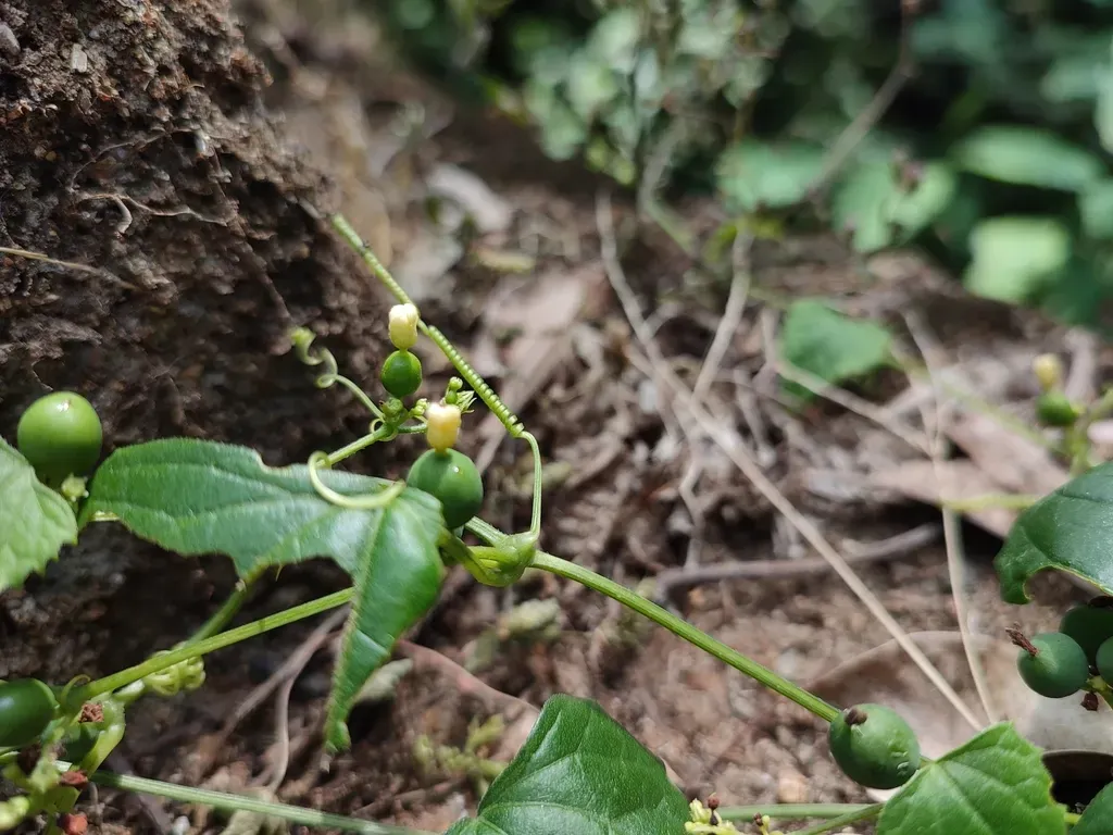 Zehneria Maysorensis