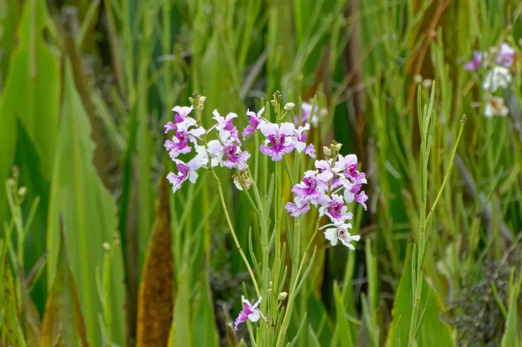 Papilionanthe Hookeriana