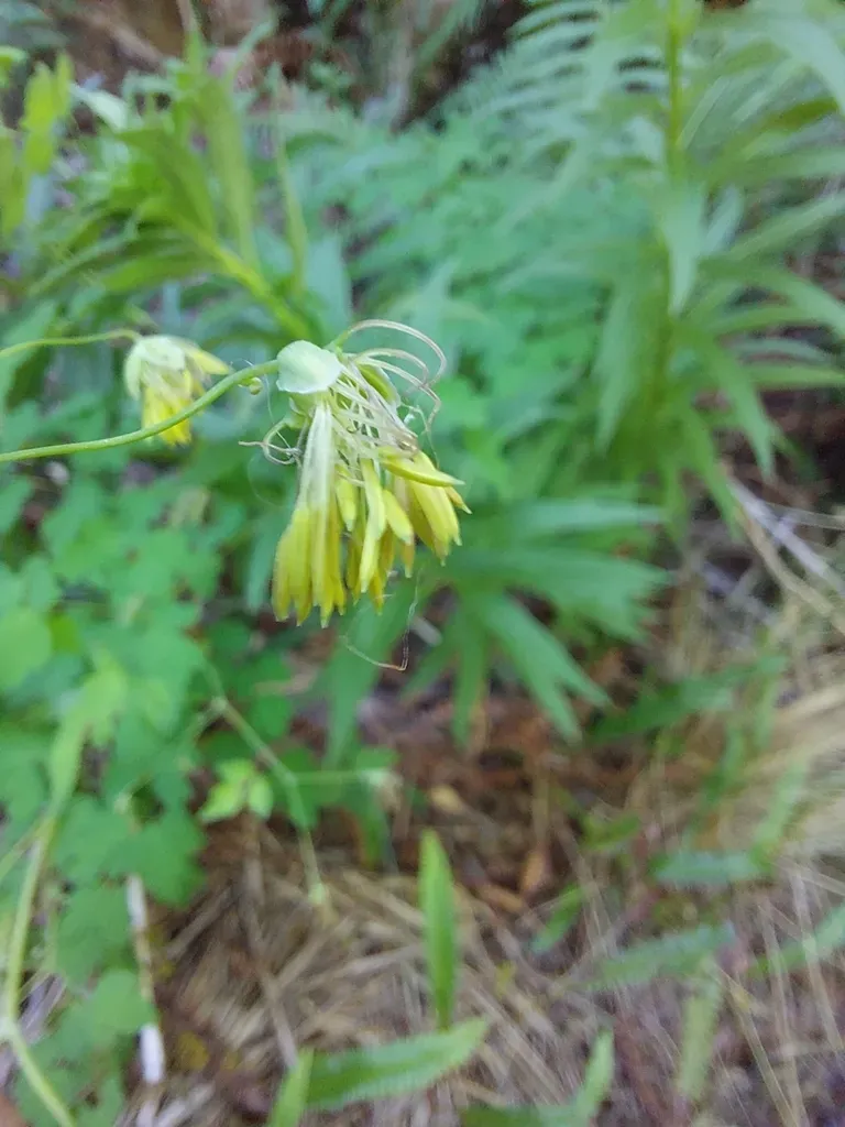 Thalictrum Decipiens