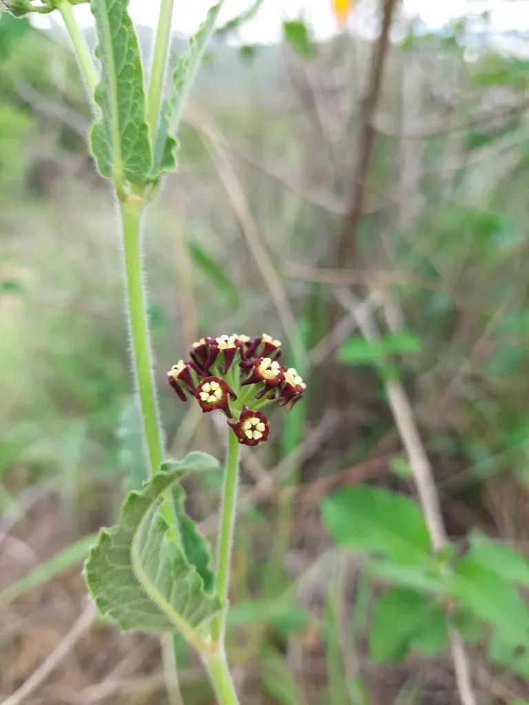 Oxypetalum Arnottianum