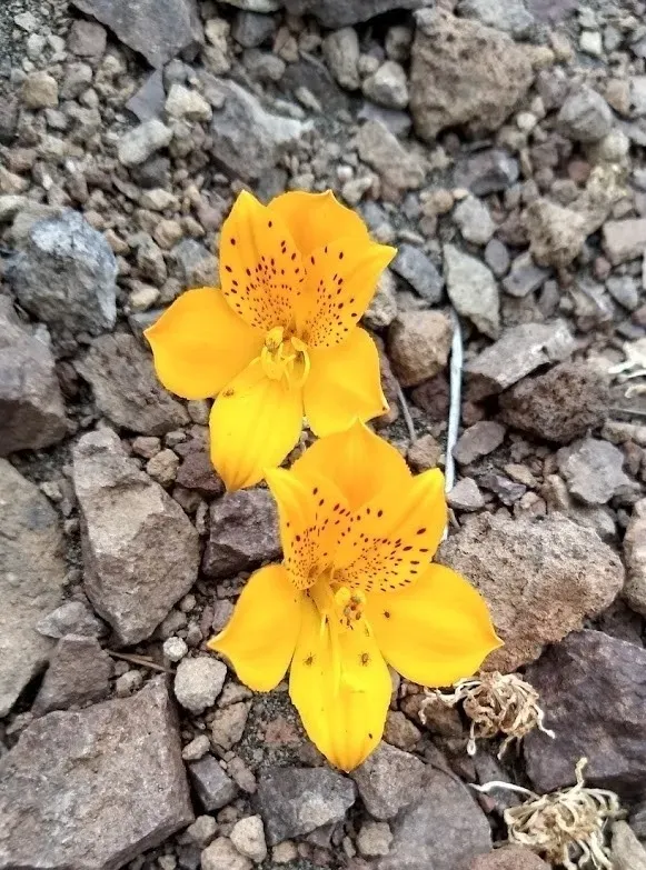 Alstroemeria Esteparica