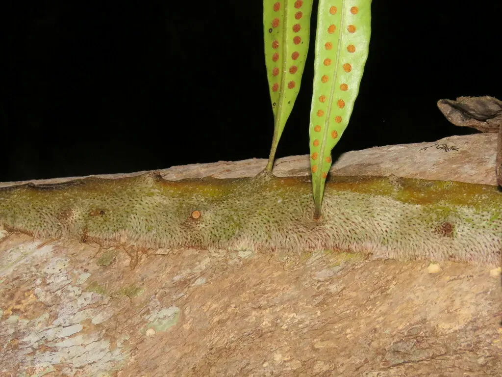 Microgramma Megalophylla