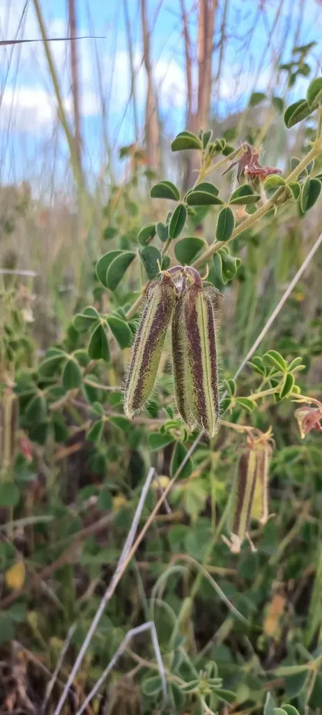 Crotalaria Lotoides