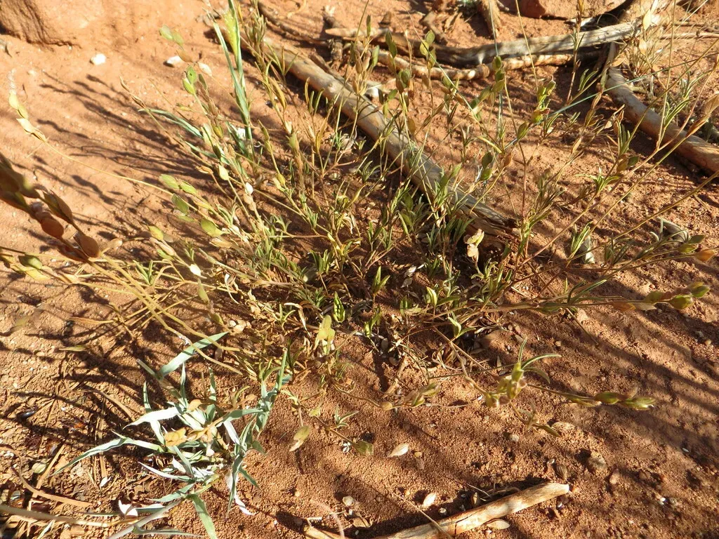 Grassveld Caterpillarbean