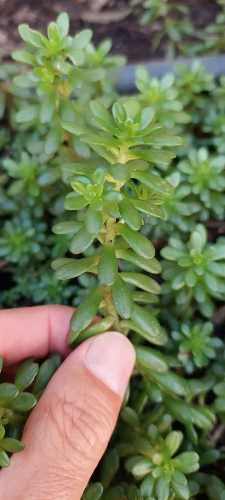 Sedum × Luteoviride