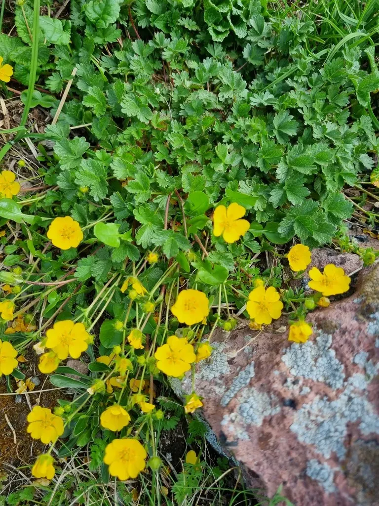 Potentilla Gelida
