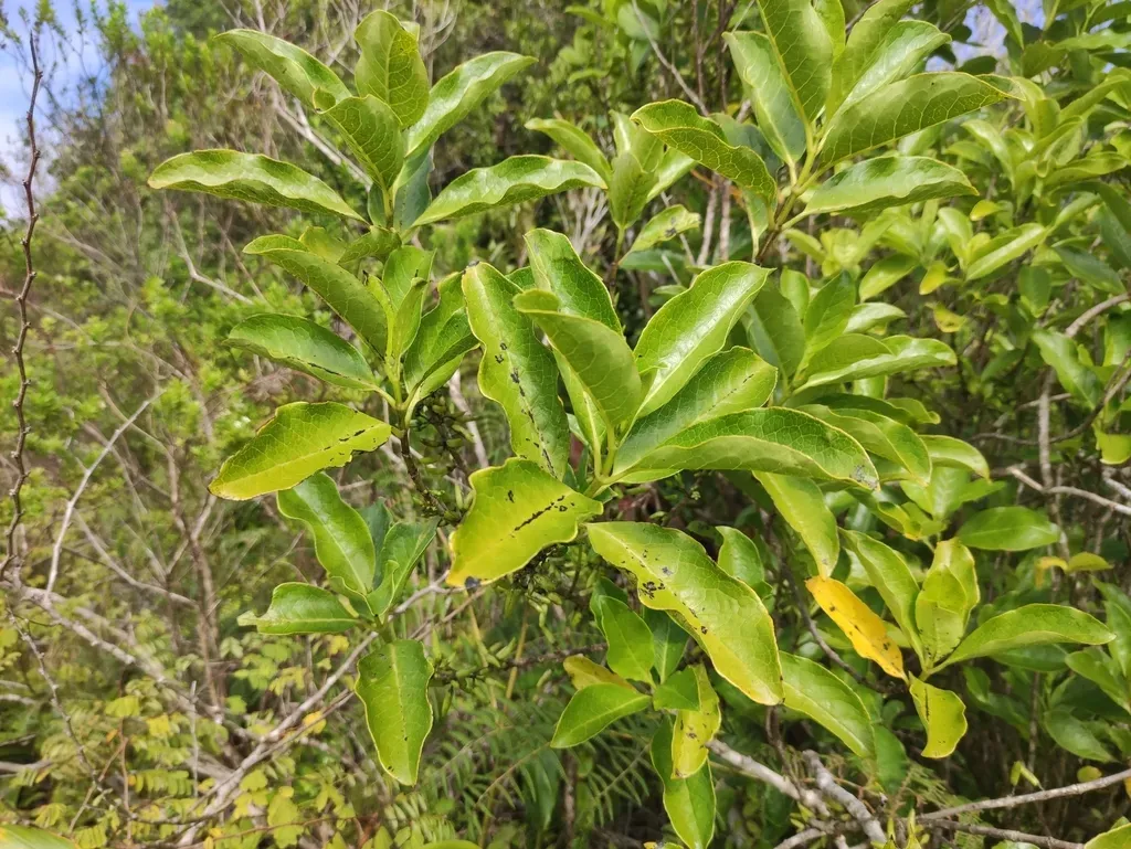 Geniostoma Borbonicum