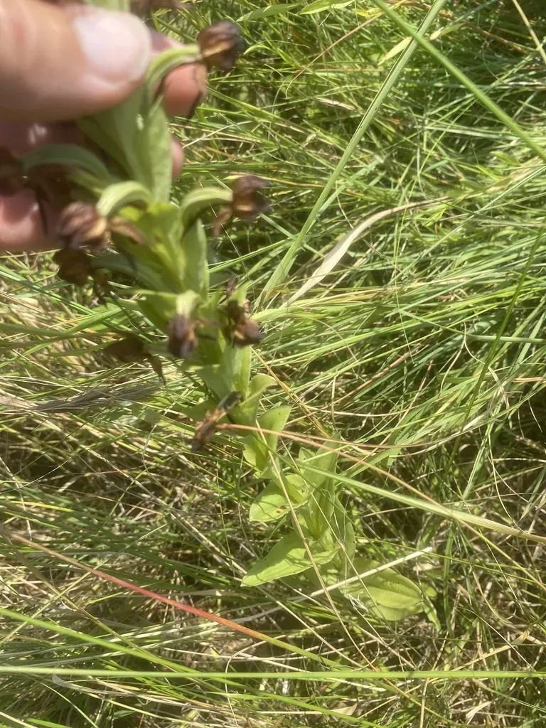 Lightning Ghost Orchid