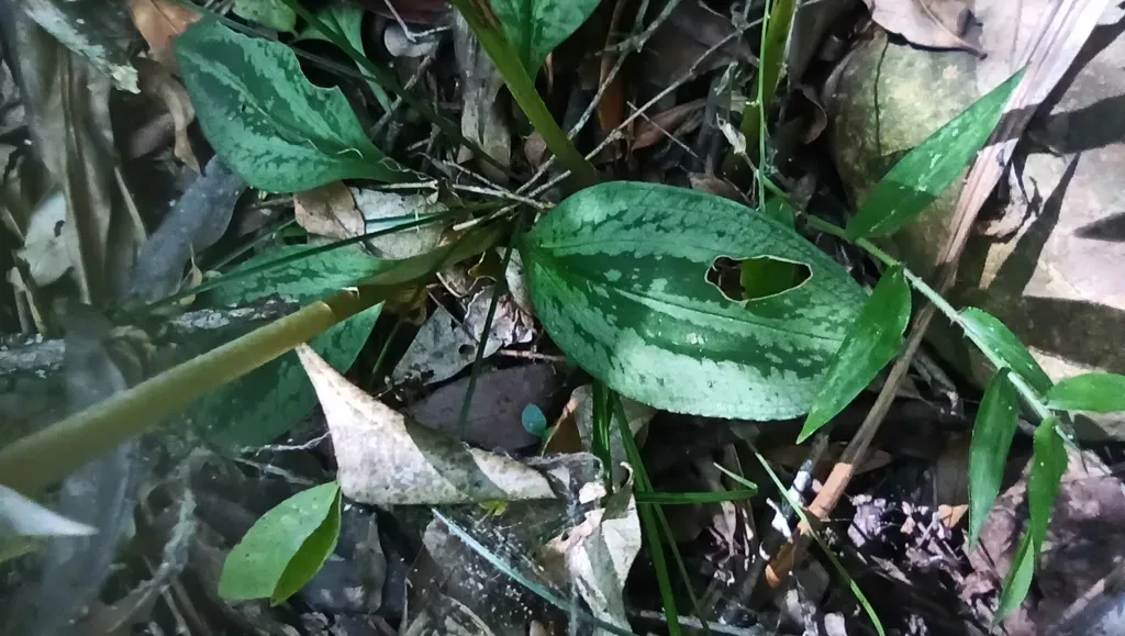 Cyclopogon Chloroleucus