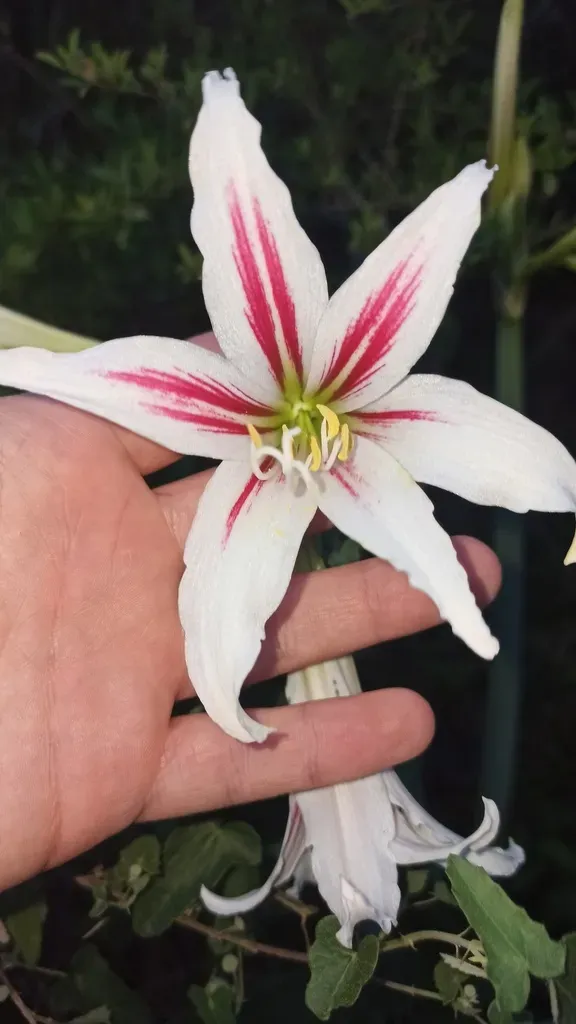 Hippeastrum Vittatum