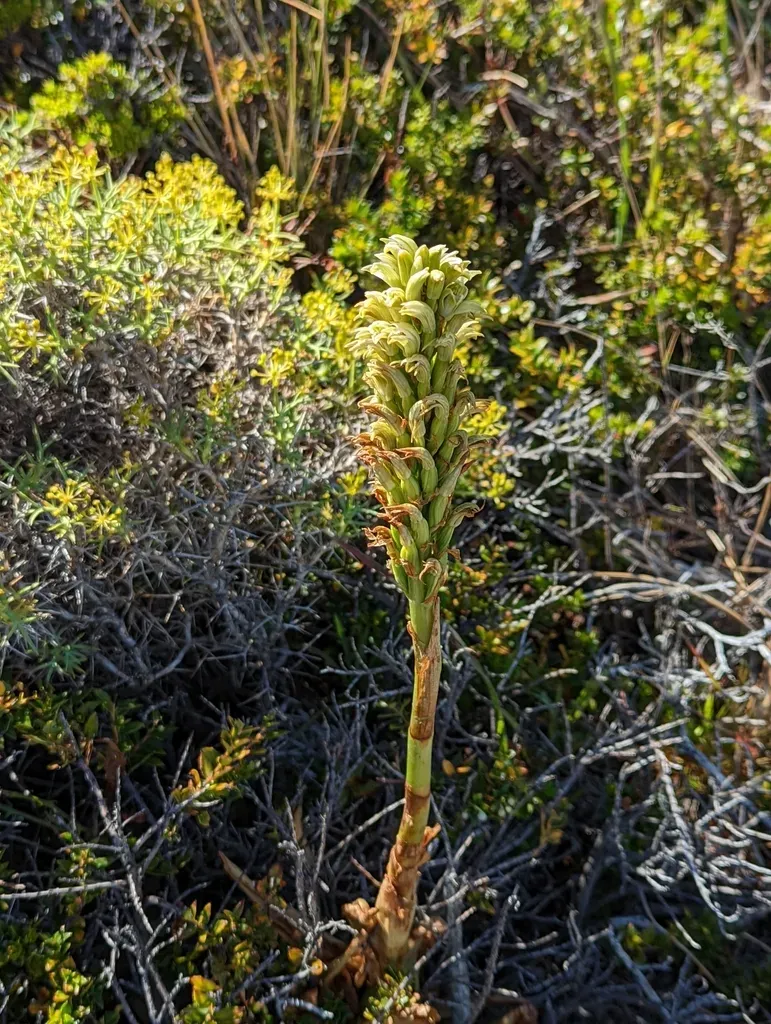 Chloraea Leptopetala