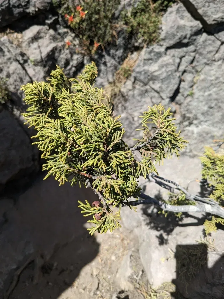 Mexican Mountain Juniper