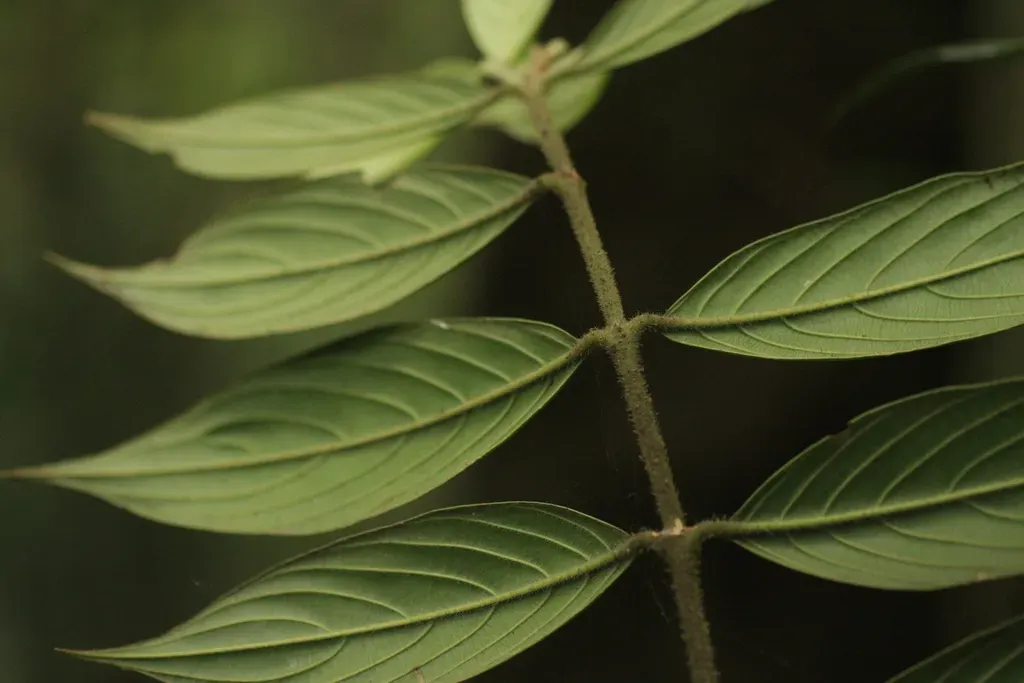 Lasianthus Jackianus