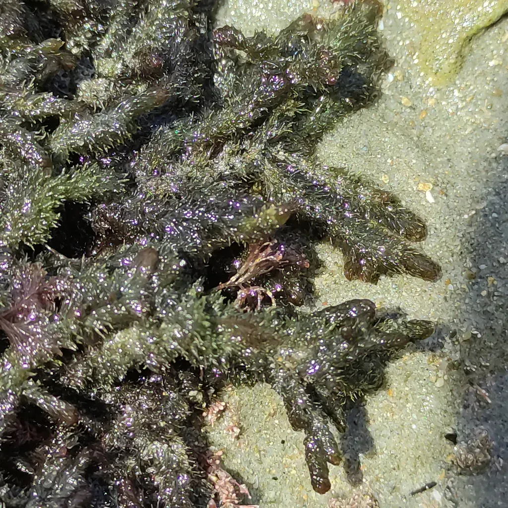 Echinothamnion Hystrix