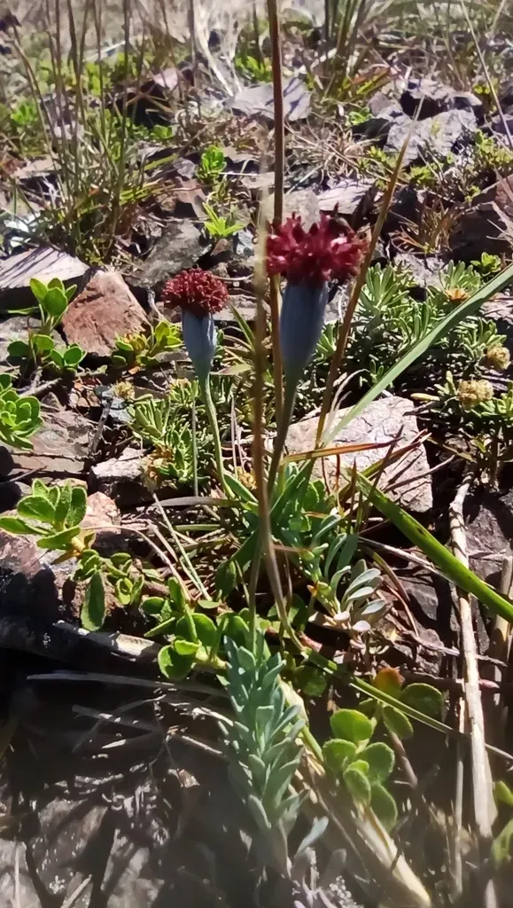 Porophyllum Linifolium