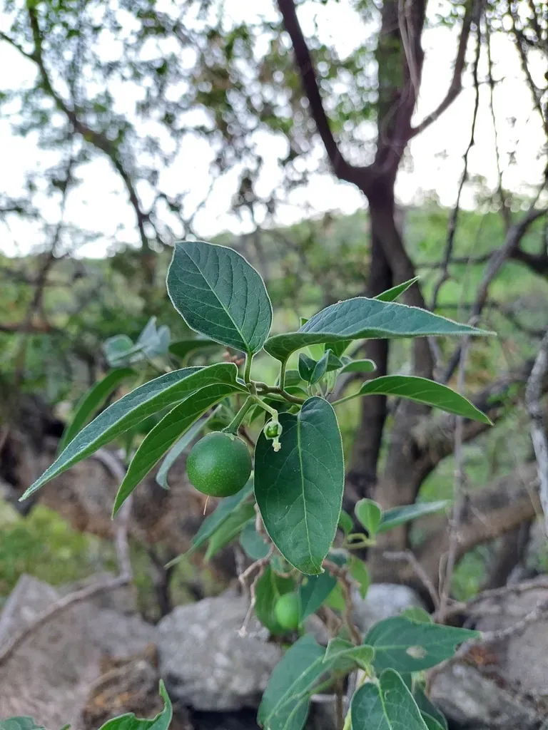 Solanum Stuckertii