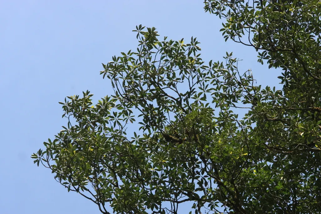 Palaquium Ellipticum