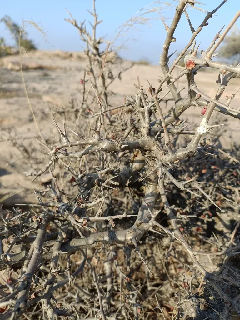 Indian Bdellium-tree