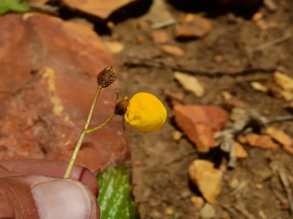 Calceolaria Filicaulis