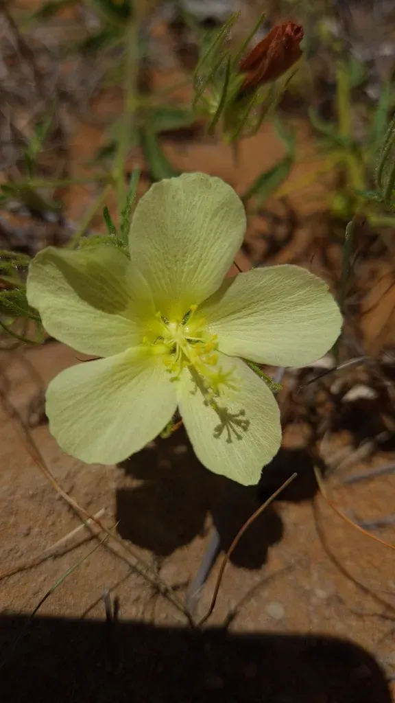 Highveld Swampmallow