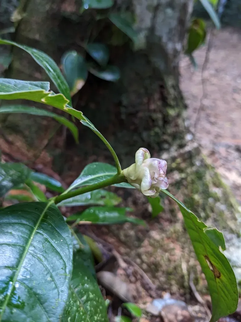 Palicourea Glomerulata