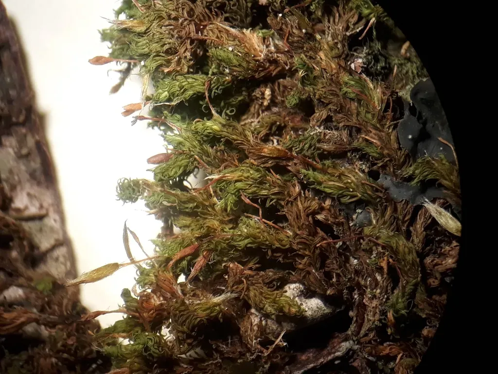 Macromitrium Grossirete