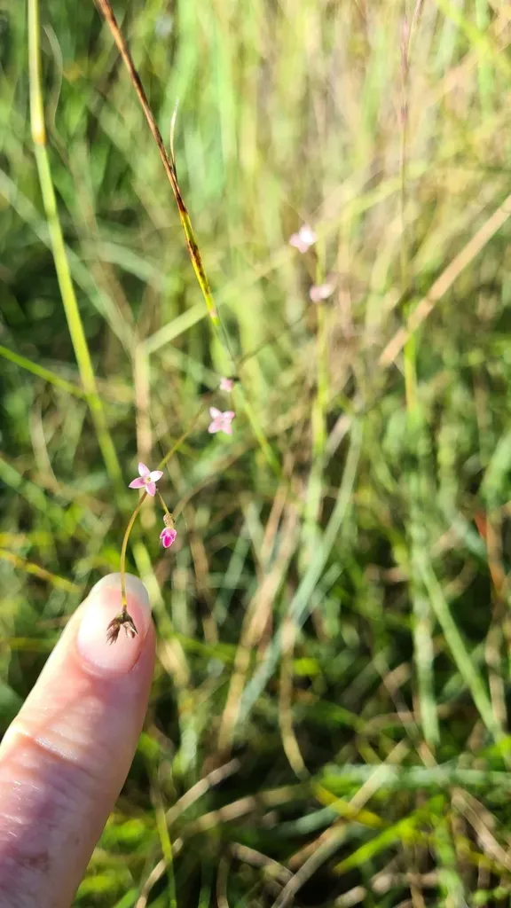 Cordylostigma Longifolium