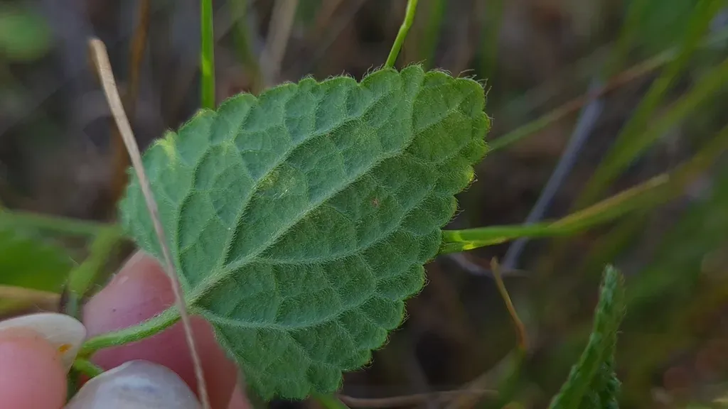 White Stachys