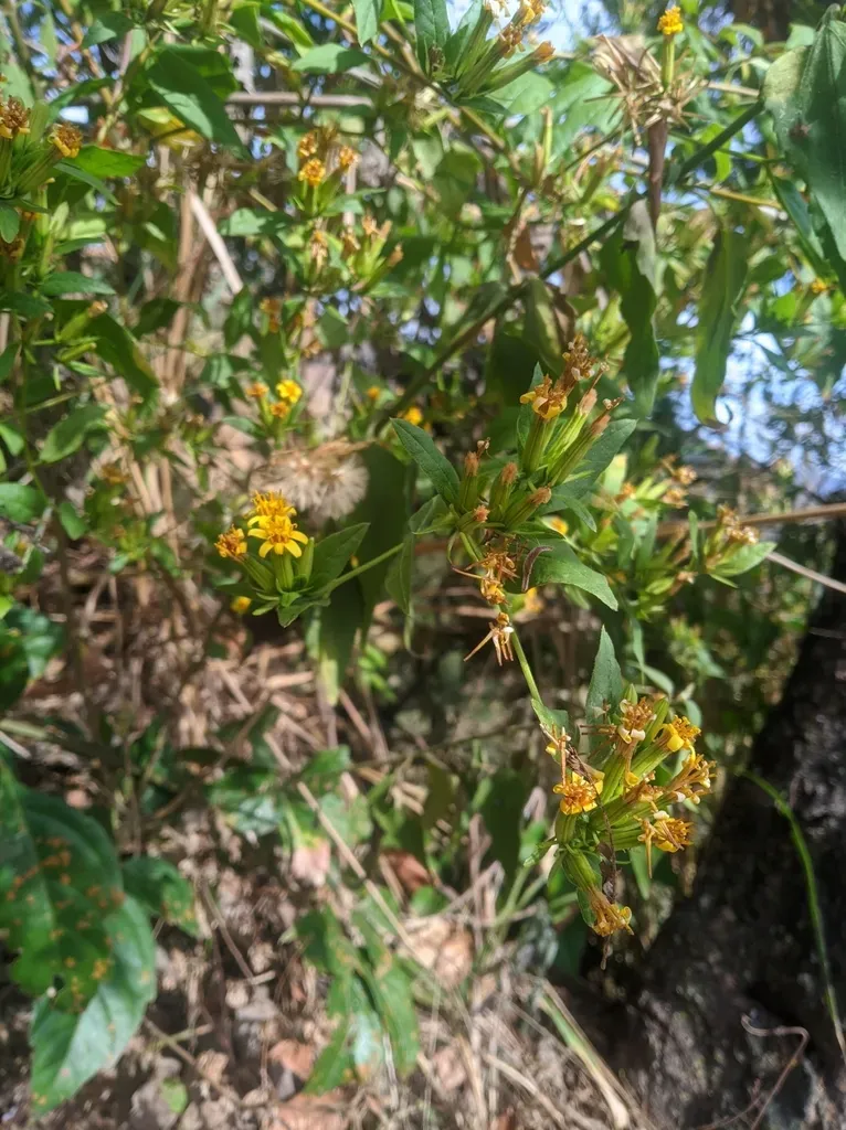 Trixis Antimenorrhoea