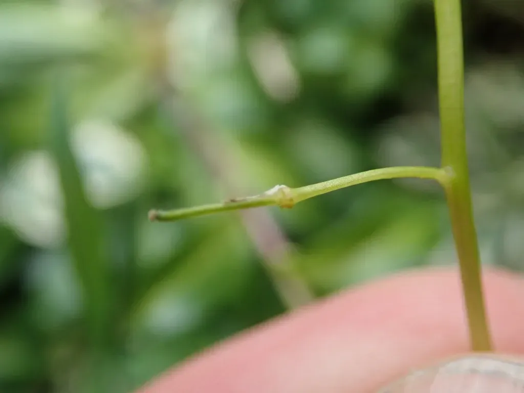 Arabis Ferdinandi-coburgii