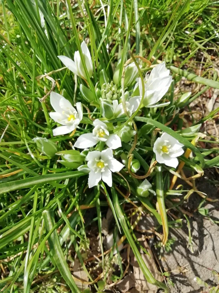 Ornithogalum Refractum