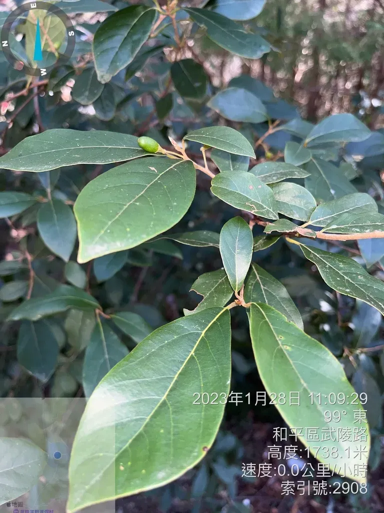 Litsea Morrisonensis