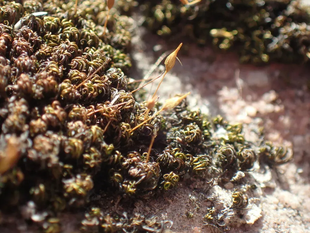 Ptychomitrium Crassinervium