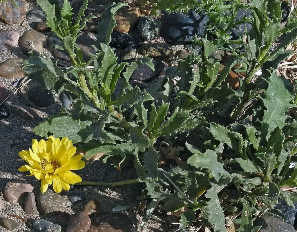 Shrubby Gumweed