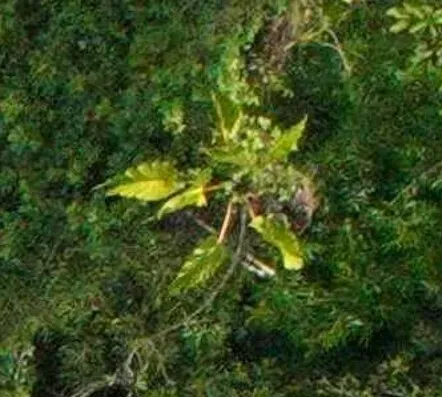 Philodendron Melinonii