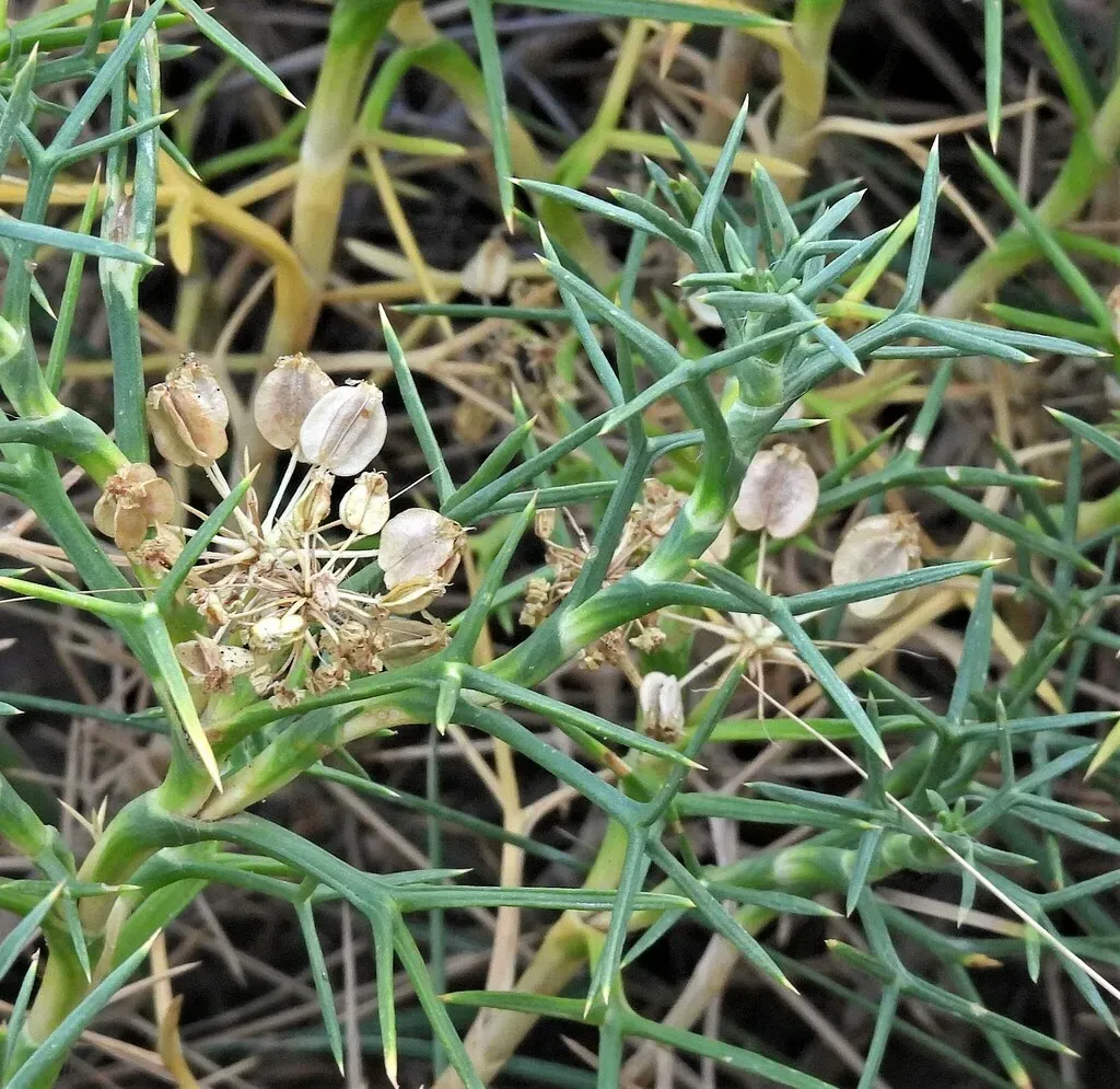 Mother-in-law Cushion