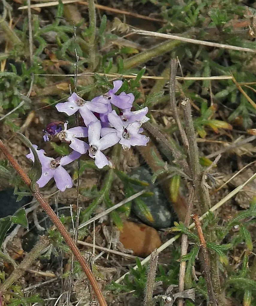 Glandularia Parodii